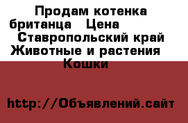 Продам котенка британца › Цена ­ 15 000 - Ставропольский край Животные и растения » Кошки   